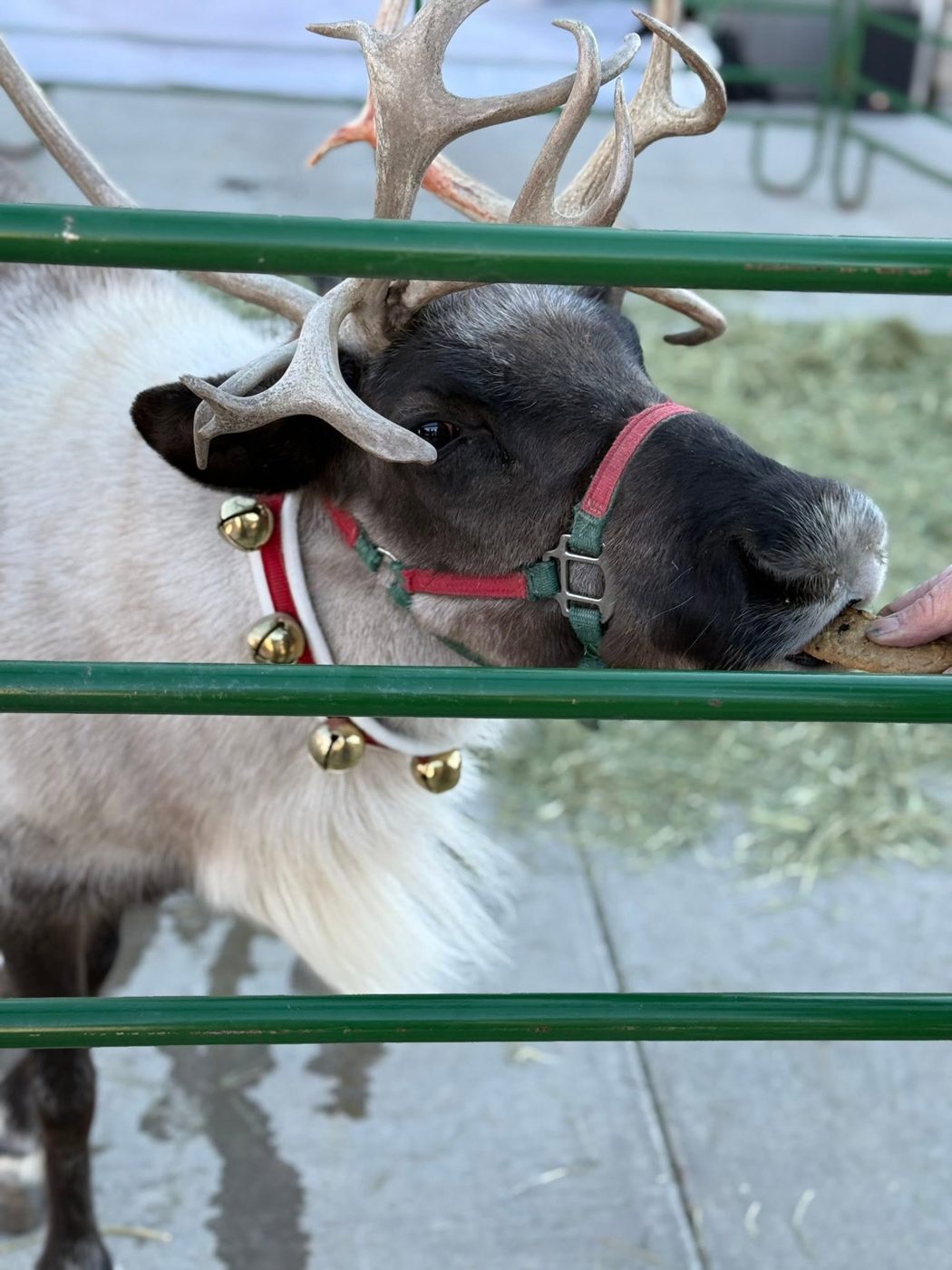 Meet Santa's Reindeer